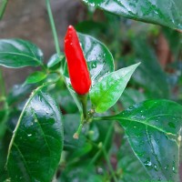 <i>Capsicum frutescens</i>  L.